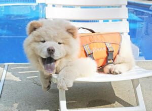 swimmin-life-vest-for-dogs