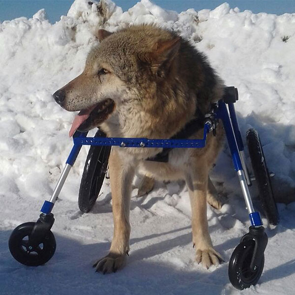 wolf wheelchair