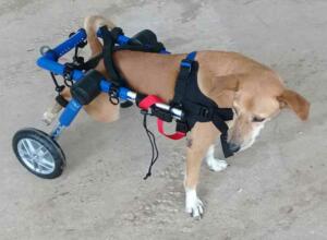 disabled-dog-with-wheelchair