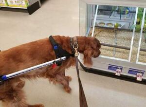 arthritic-dog-visits-pet-store