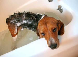 safely-bathing-senior-dog