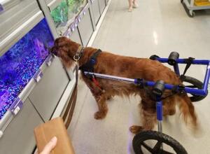 arthritic-dog-visits-pet-store