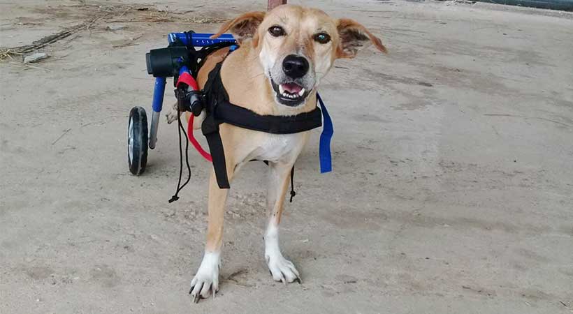 disabled dog wheelchair