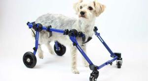 full support mini dog wheelchair