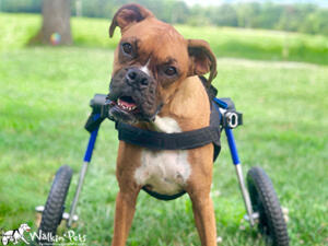 Boxer in Wheelchair