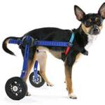mini-walkin-wheels-dog-wheelchair