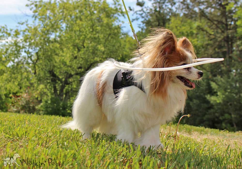 5 Ways to Help Your Blind Dog Adapt