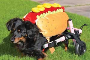Wheelie Dachshund Dressed as Hot Dog