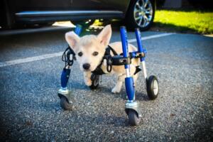 Husky Pup in Quad Wheelchair