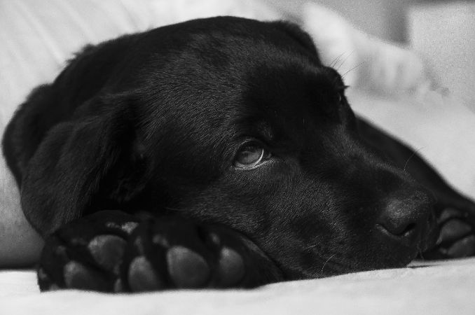 coping with a pet's loss