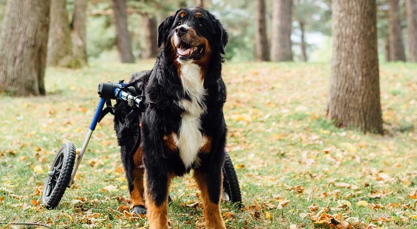 large disabled dog wheelchair