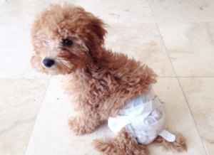Paralyzed dog diaper