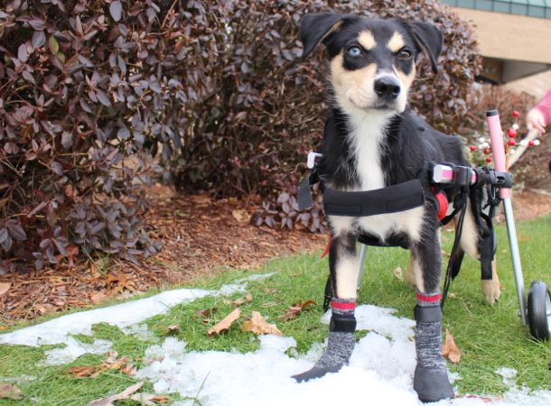 Alfie Pet Gari 2 Set of 4 Dog Paw Protection Indoor Socks 
