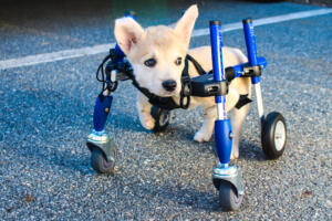 Husky in Quad Wheelchair