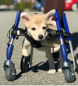 Husky Puppy in Full Support Wheelchair