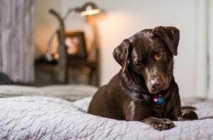 Labrador in Bed