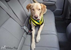 Car Safety Harness for dog