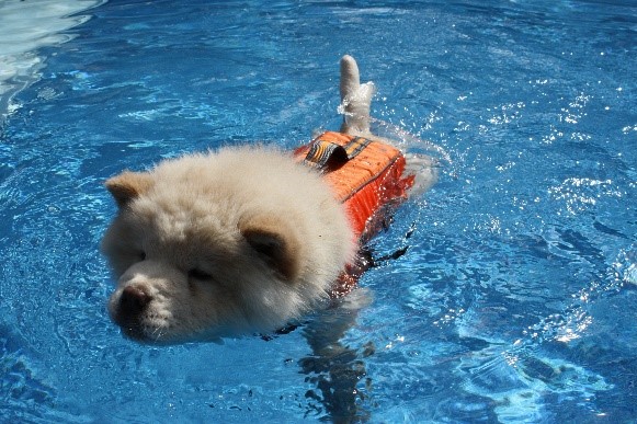 Life jacket for pets