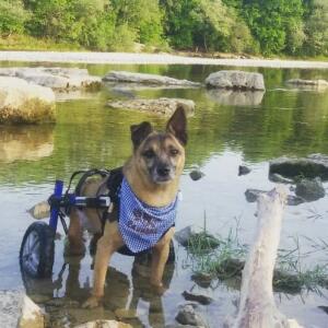 Wheelchair Dog at the Lake