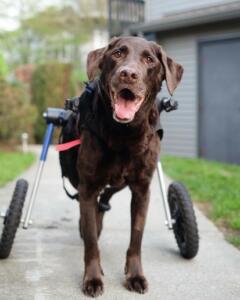 dog wheelchair chocolate lab