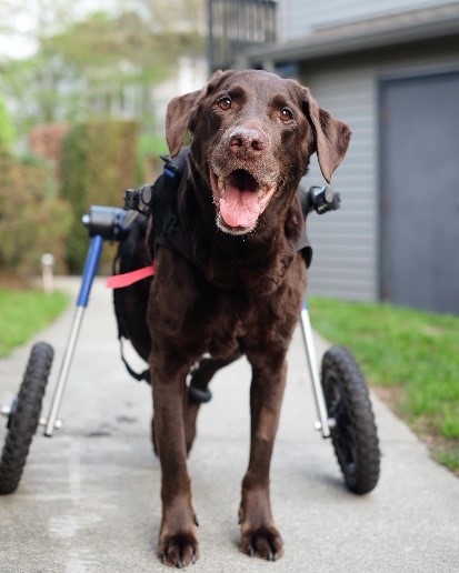 Chocolate Lab in a Wheelchair