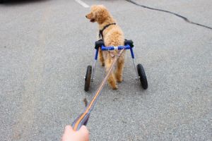 Poodle using his Wheelchair Leash