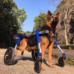 Full Support Dog Wheelchair