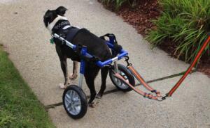 dog wheelchair leash