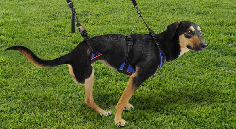 walkin' lift harness for dog