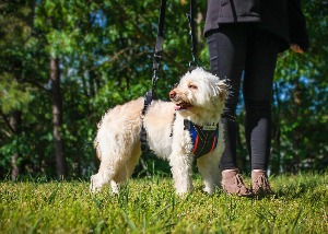 Lift-n-Step Harness for Small Dogs