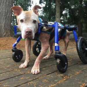 Dog regains mobility with dog wheelchair