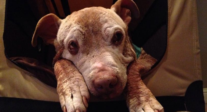 Abandoned and burnt, rescue dog survives