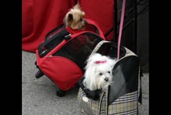 Dog Travel Bags