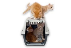 Cats in Travel Cases