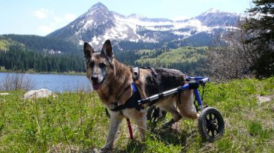 Wheelchair dog on Vacation