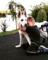 Large dog Wheelchair with Boy