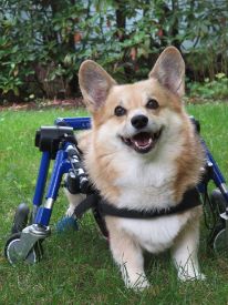 Corgi Quad Wheelchair