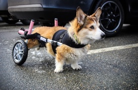 Corgi Front Vest for Wheelchair