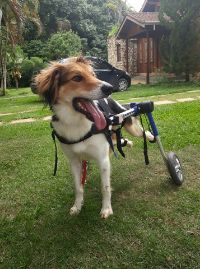 Happy in his Dog Wheelchair