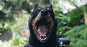 Coughing Rottweiler