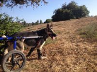 GSD Dog Wheelchair