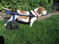 Basset Hound with FCE recovers from canine spinal stroke with dog wheelchair