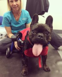 Dog paralyzed after canine spinal stroke uses rehabilitation to recover