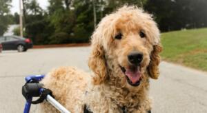 Connor Wheelchair Poodle