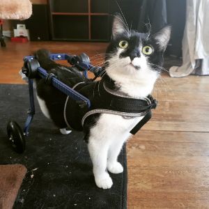 Cat Wheelchair Amputee Bonnie