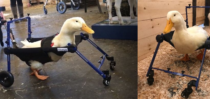 Rescue Duck Gets Custom Duck Wheelchair | Handicapped Pets Blog
