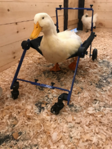 Duck Wheelchair