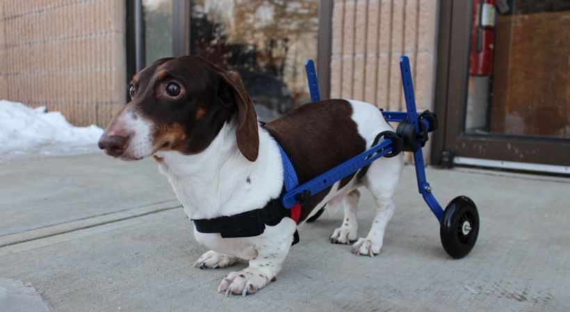 ivdd dachshund wheelchair