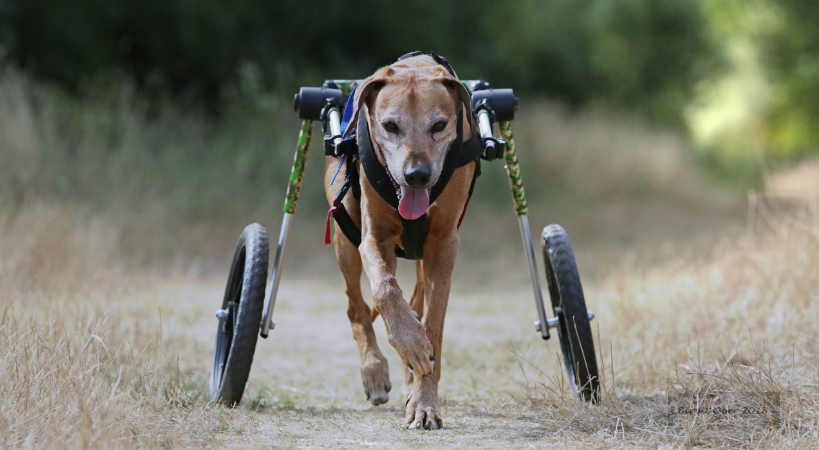 Senior Dog Exercise in Wheelchair