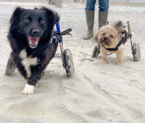 Running Small Dog Wheelchair